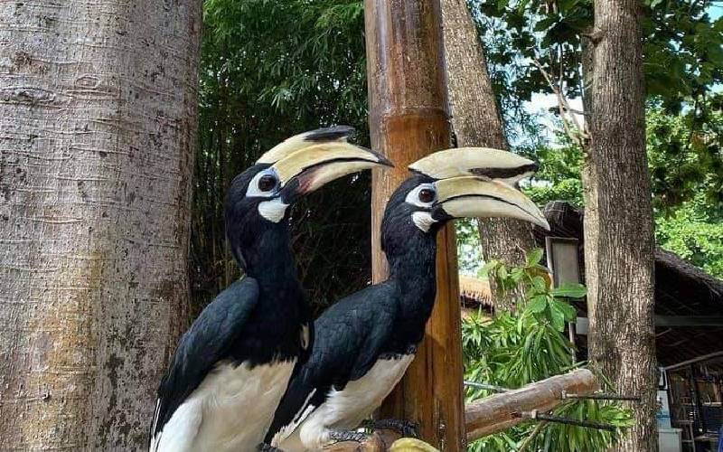 Hidden Hornbill watching in Phuket island escape Hidden Hornbill watching in Phuket island escape