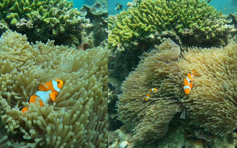 Banana Beach Tour, where you can dive to see marine ife